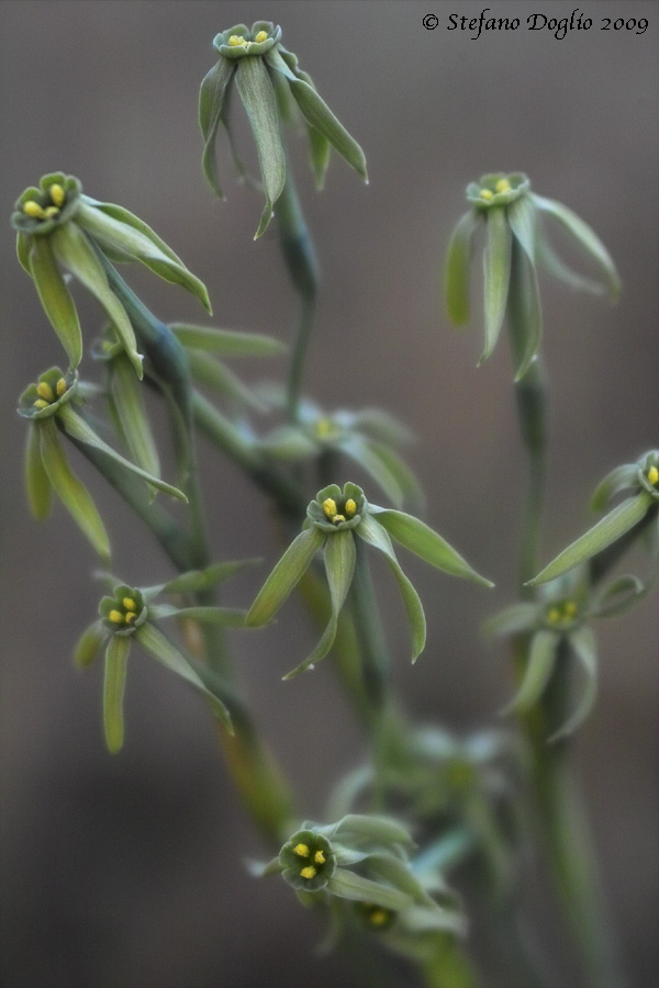 Narcissus viridiflorus